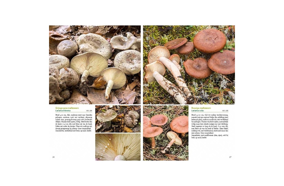 Basisgids Paddenstoelen