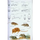 Mammals of North America
