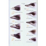 Mammals of North America