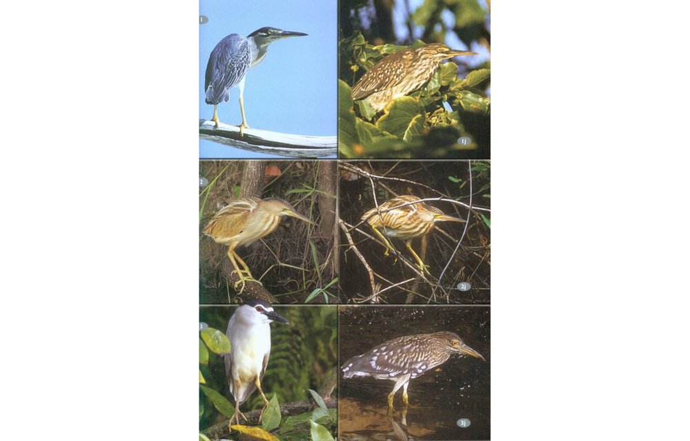 Wildlife of Seychelles