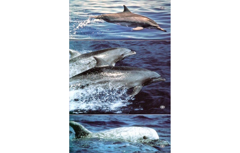Wildlife of Seychelles