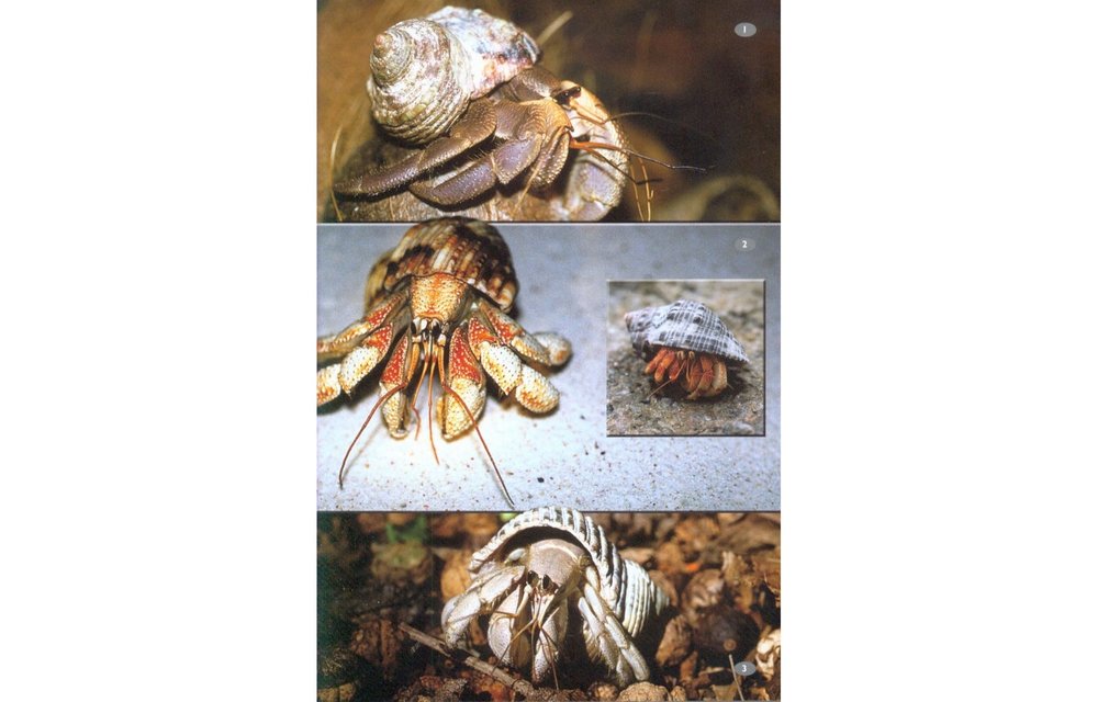Wildlife of Seychelles