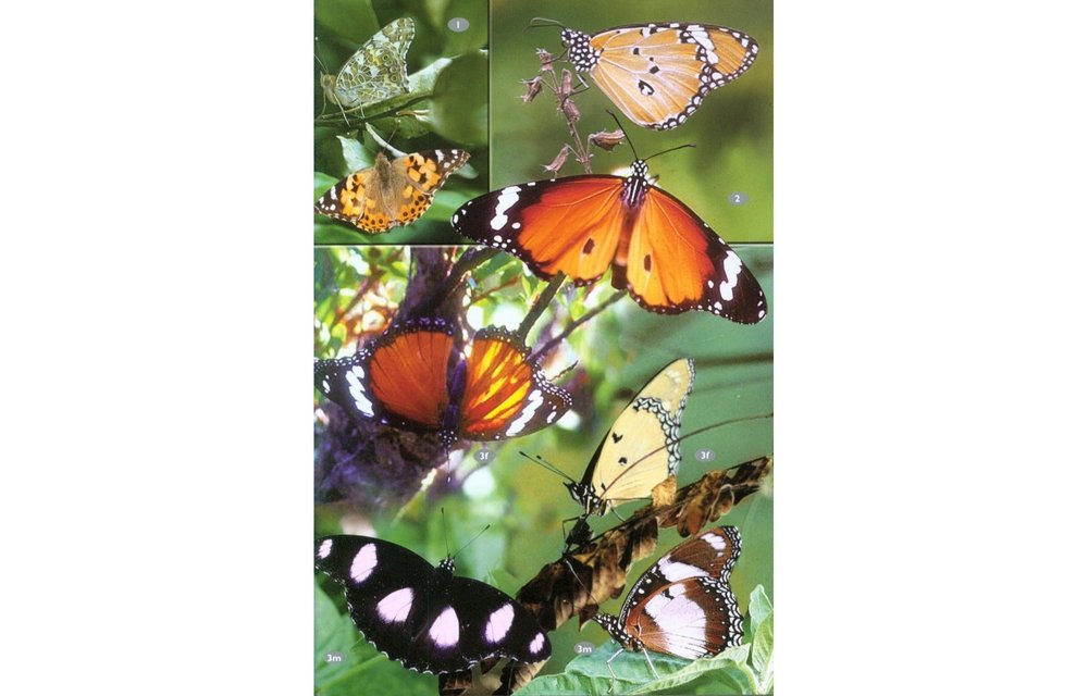 Wildlife of Seychelles