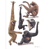 Primates of the World - An illustrated guide