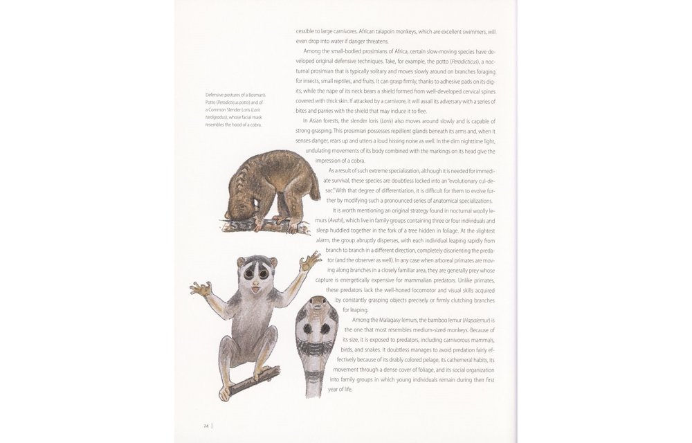 Primates of the World - An illustrated guide