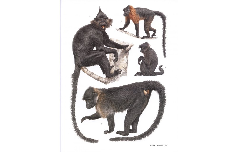 Primates of the World - An illustrated guide