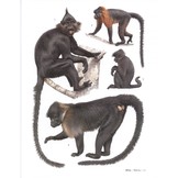 Primates of the World - An illustrated guide