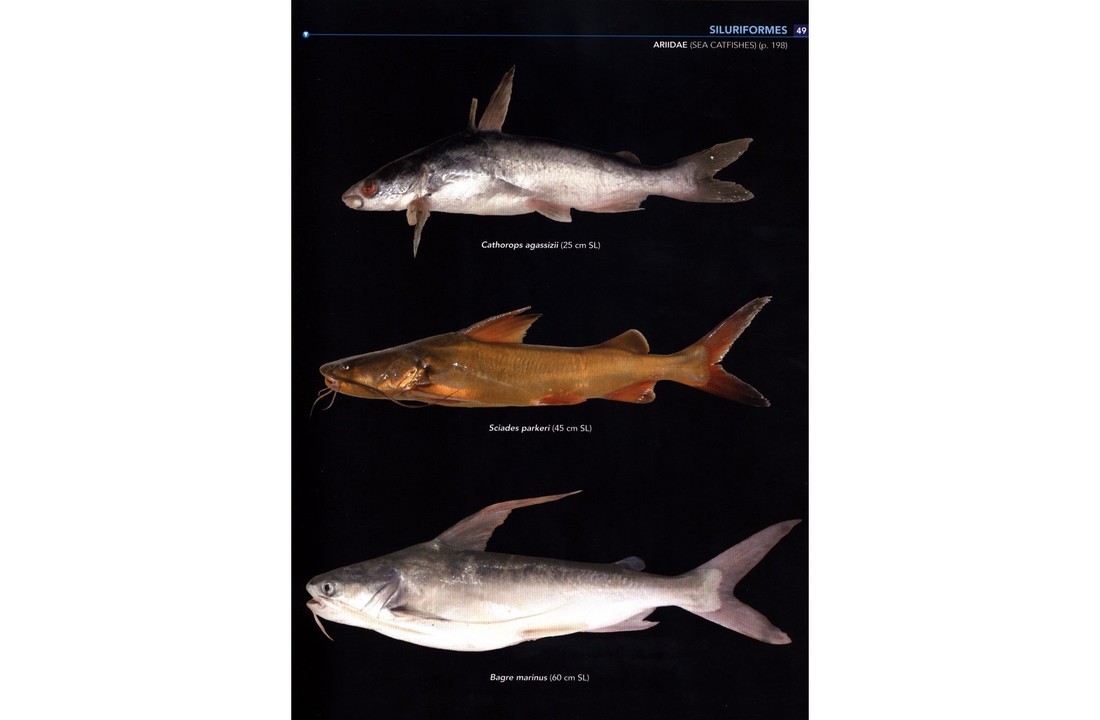 Field Guide to the Fishes of the Amazon, Orinoco & Guianas