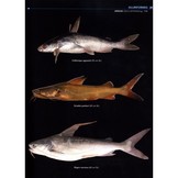 Field Guide to the Fishes of the Amazon, Orinoco & Guianas