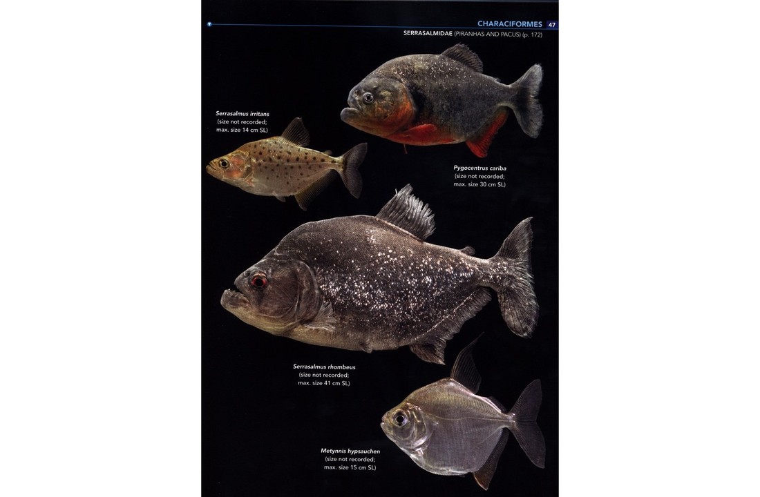 Field Guide to the Fishes of the Amazon, Orinoco & Guianas