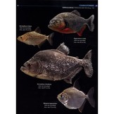 Field Guide to the Fishes of the Amazon, Orinoco & Guianas