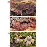 Veldgids Paddenstoelen II - Beker-, buik-, gaatjes-, kern-, knots-, koraal-, korst-, stekel- en trilzwammen