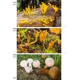 Veldgids Paddenstoelen II - Beker-, buik-, gaatjes-, kern-, knots-, koraal-, korst-, stekel- en trilzwammen