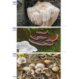 Veldgids Paddenstoelen II - Beker-, buik-, gaatjes-, kern-, knots-, koraal-, korst-, stekel- en trilzwammen