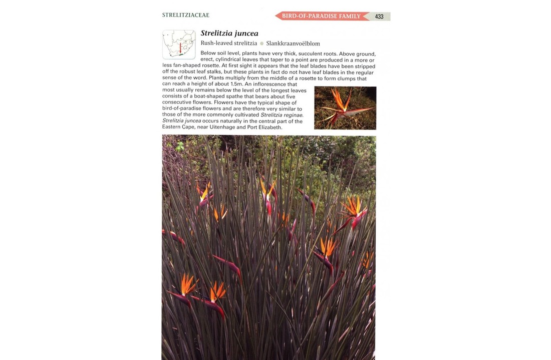 Field Guide to Succulents in Southern Africa