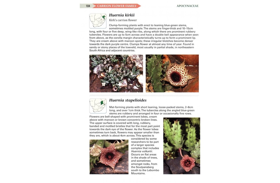 Field Guide to Succulents in Southern Africa