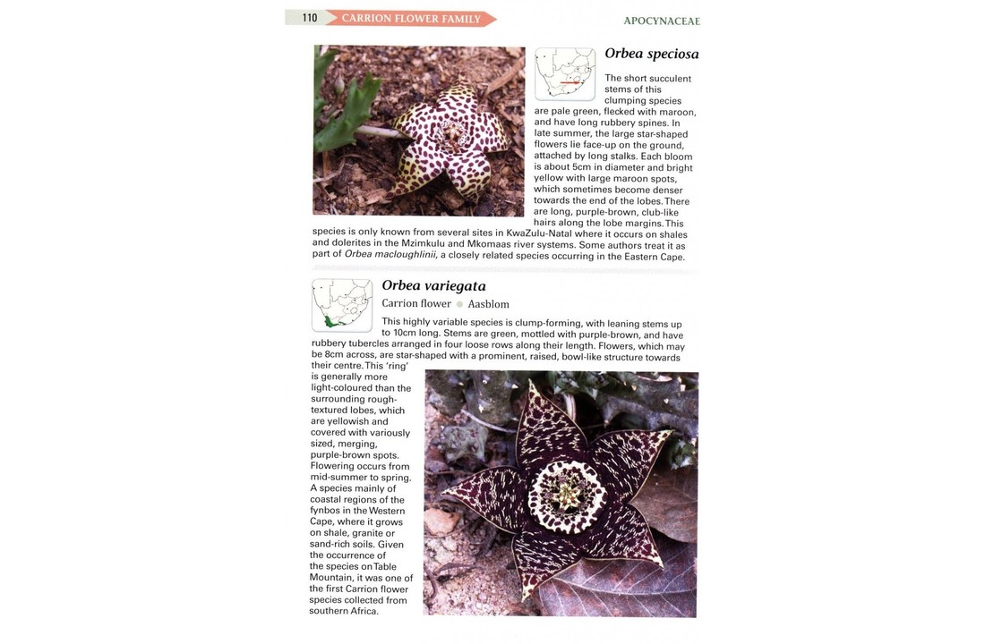 Field Guide to Succulents in Southern Africa
