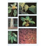 Field Guide to Trees of Southern Africa