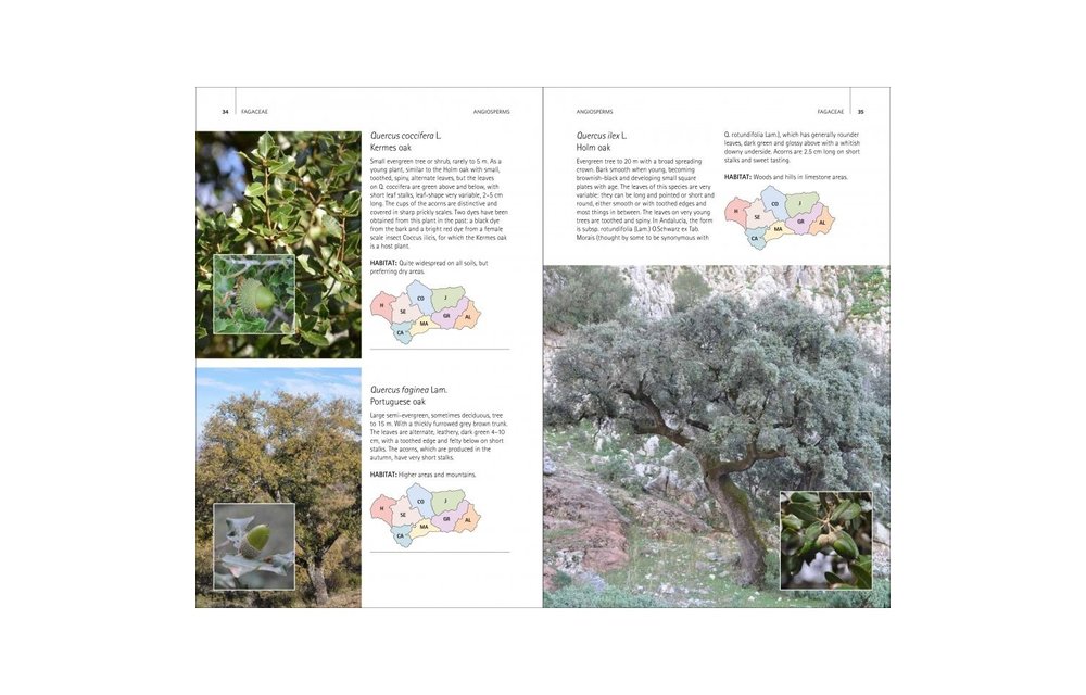 Wild Plants of Southern Spain - A Guide to the Native Plants of Andalucia
