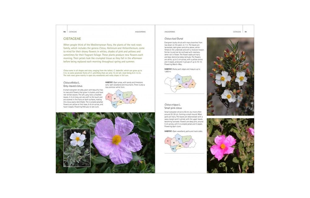 Wild Plants of Southern Spain - A Guide to the Native Plants of Andalucia