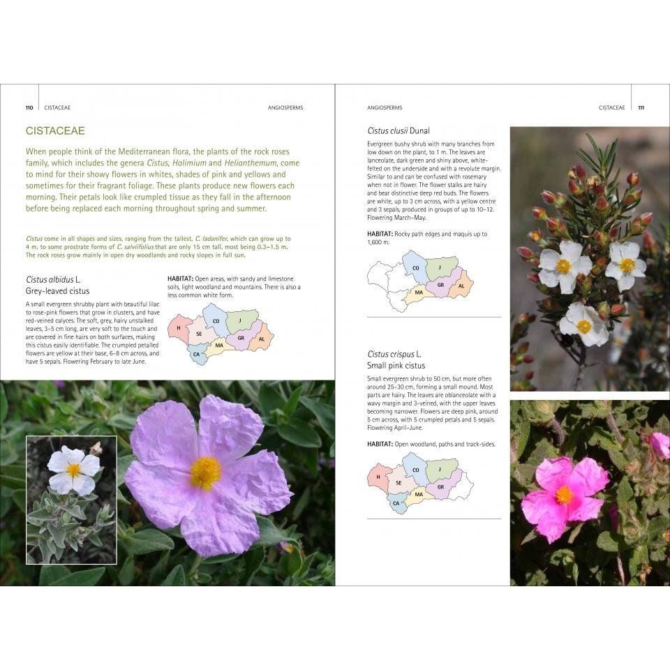 Wild Plants of Southern Spain A Guide to the Native Plants of Andalucia