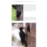 The Black Woodpecker - A monograph on Dryocopus martius
