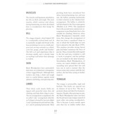 The Black Woodpecker - A monograph on Dryocopus martius