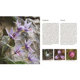 Flora of the Mediterranean - With California, Chile, Australia & South Africa - An Illustrated Guide