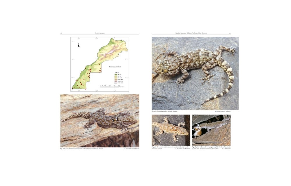 Amphibians and Reptiles of Morocco
