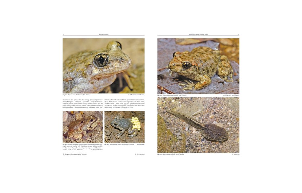 Amphibians and Reptiles of Morocco