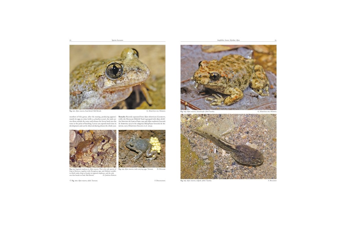 Amphibians and Reptiles of Morocco