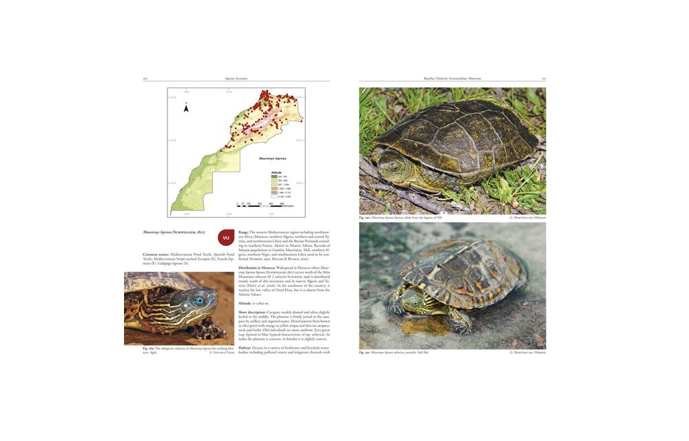 Amphibians and Reptiles of Morocco