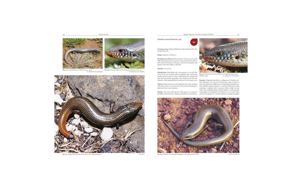 Amphibians and Reptiles of Morocco