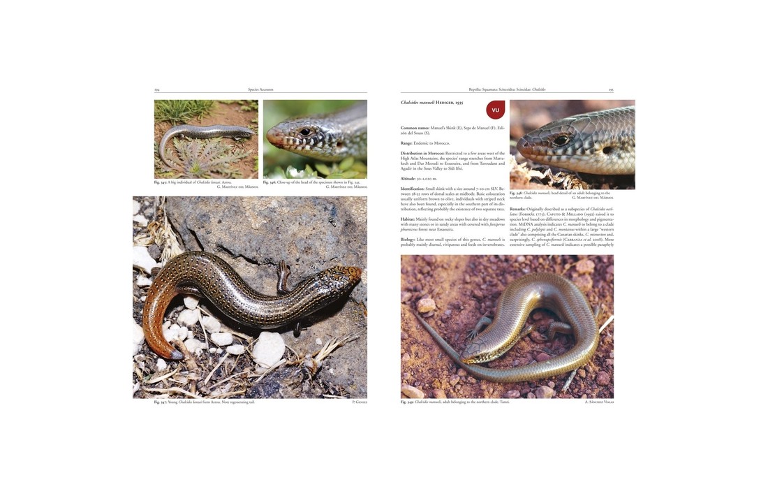 Amphibians and Reptiles of Morocco