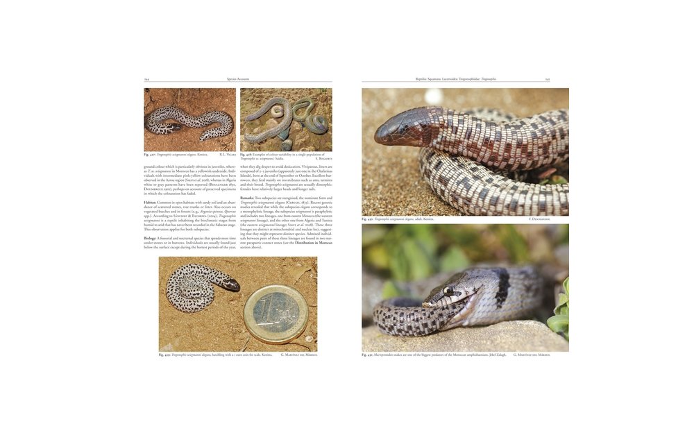 Amphibians and Reptiles of Morocco