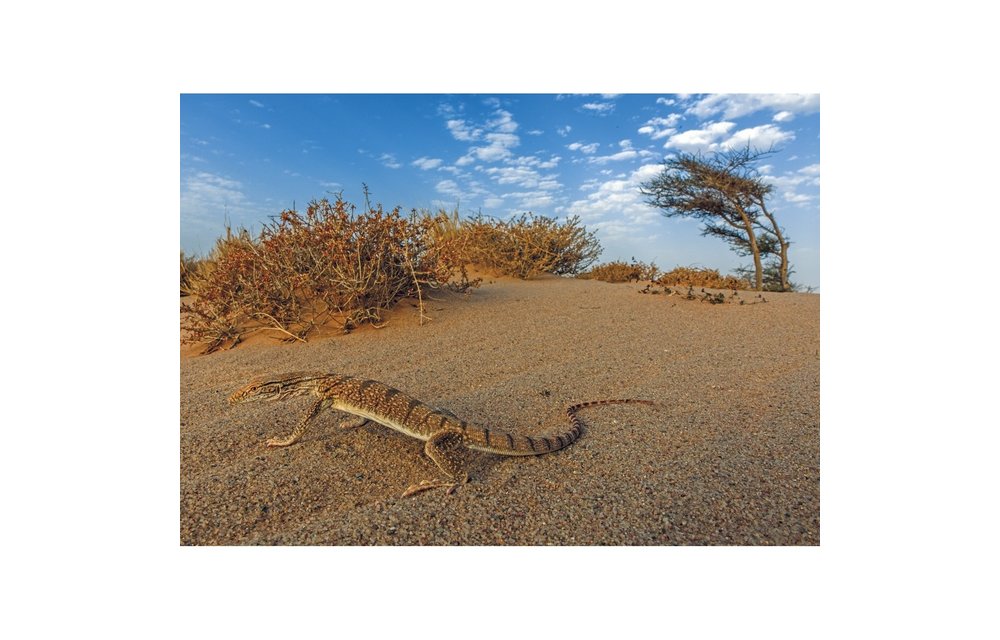 Amphibians and Reptiles of Morocco