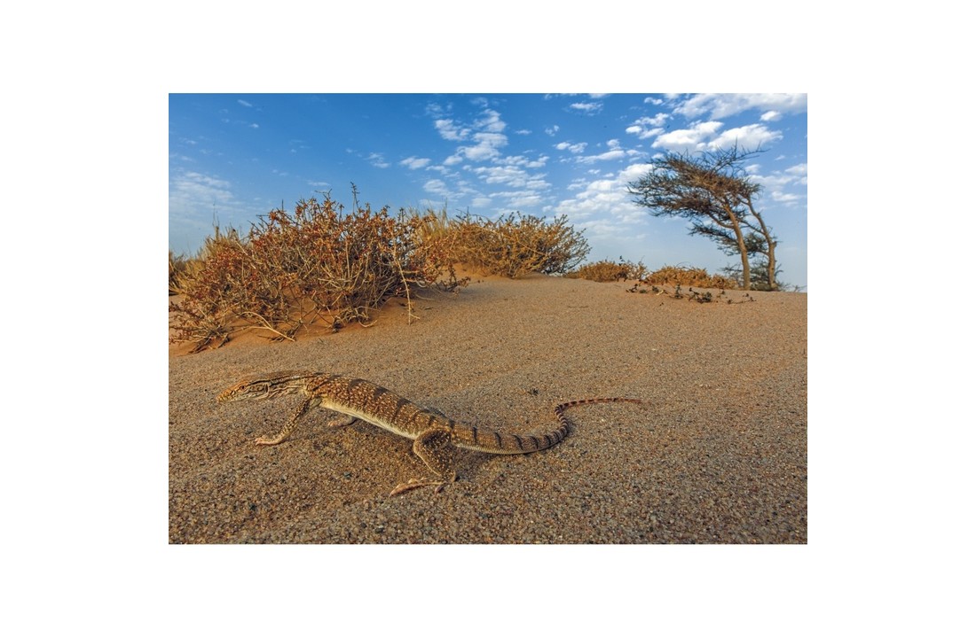 Amphibians and Reptiles of Morocco