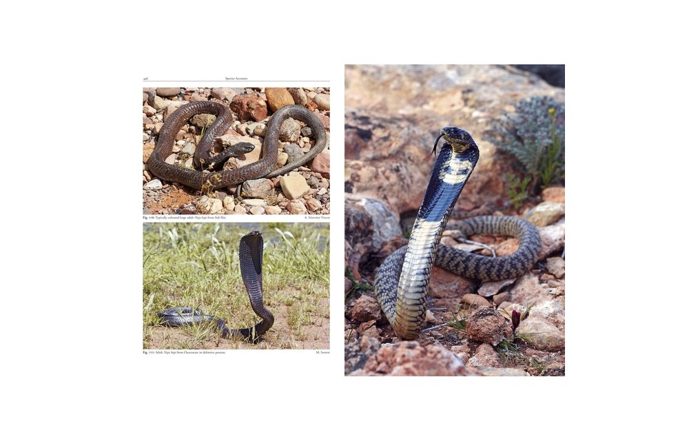 Amphibians and Reptiles of Morocco