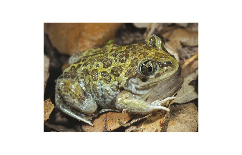 Amphibians and Reptiles of Morocco