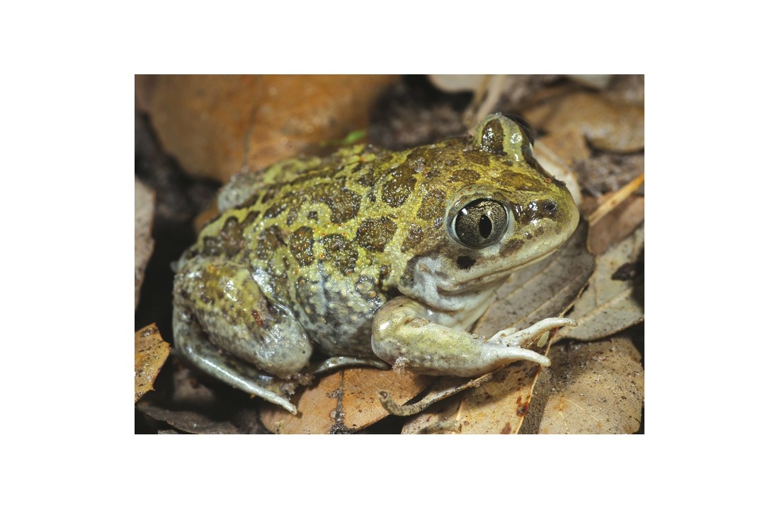 Amphibians and Reptiles of Morocco