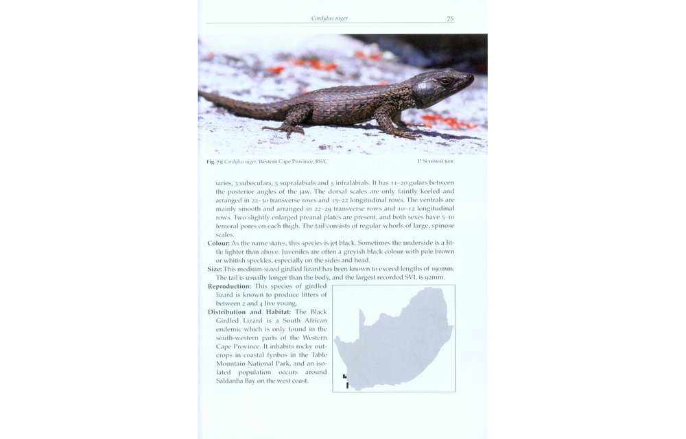 Girdled Lizards and their Relatives - Natural History, Captive Care and Breeding