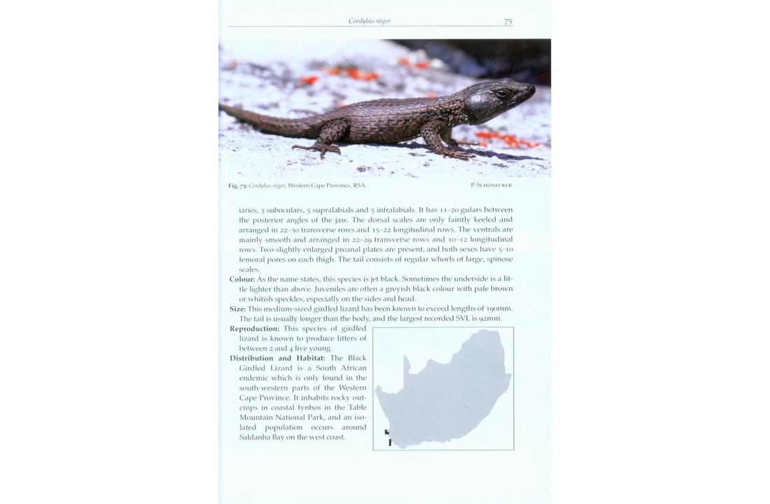 Girdled Lizards and their Relatives - Natural History, Captive Care and Breeding