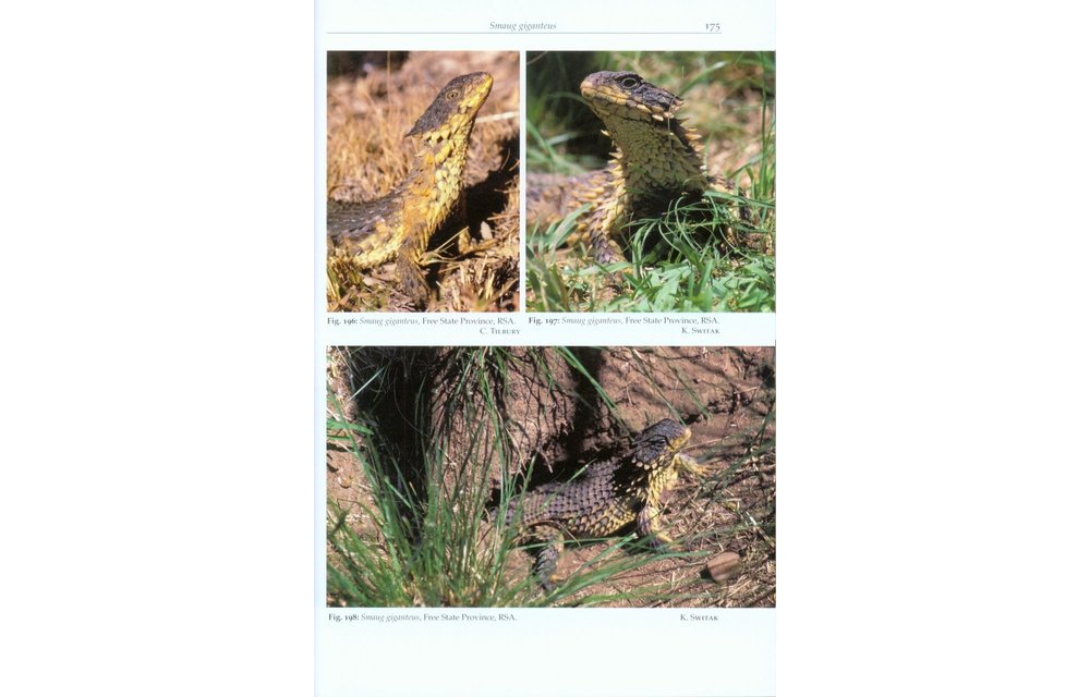 Girdled Lizards and their Relatives - Natural History, Captive Care and Breeding