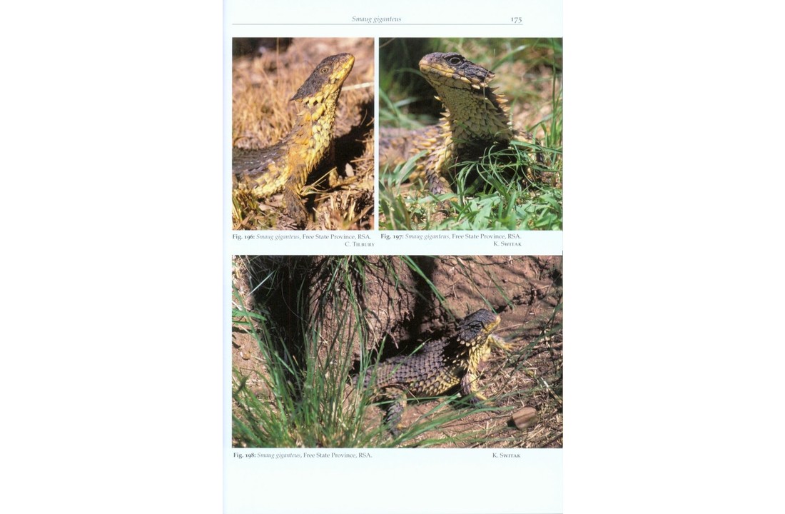 Girdled Lizards and their Relatives - Natural History, Captive Care and Breeding