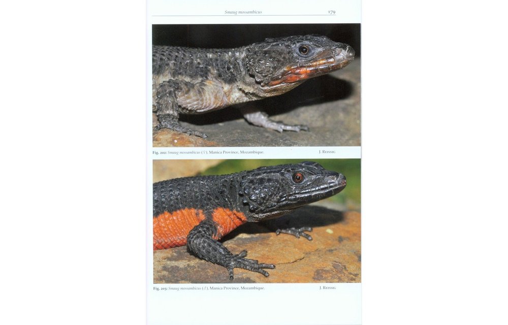 Girdled Lizards and their Relatives - Natural History, Captive Care and Breeding