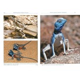The Amphibians and Reptiles of Oman and the UAE
