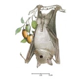 The Bats of Somalia and Neighbouring Areas