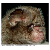 The Bats of Somalia and Neighbouring Areas