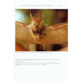 The Bats of Somalia and Neighbouring Areas