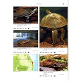 Terralog 5: Turtles of the World Vol. 5 Australia and Oceania/Schildkröten der Welt Band 5 Australien und Ozeanien